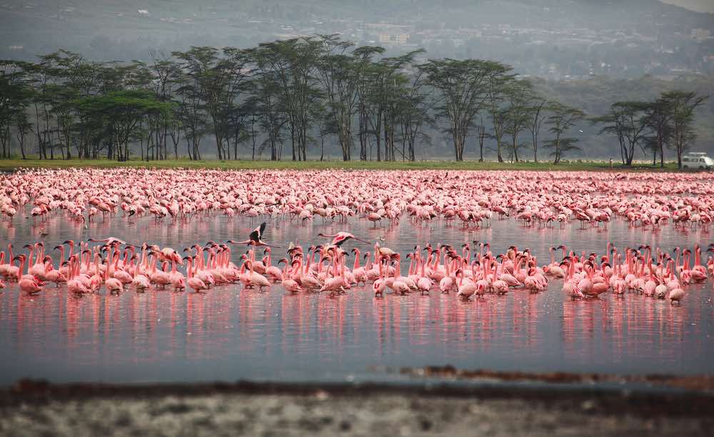 Uitzicht over het Nakurumeer